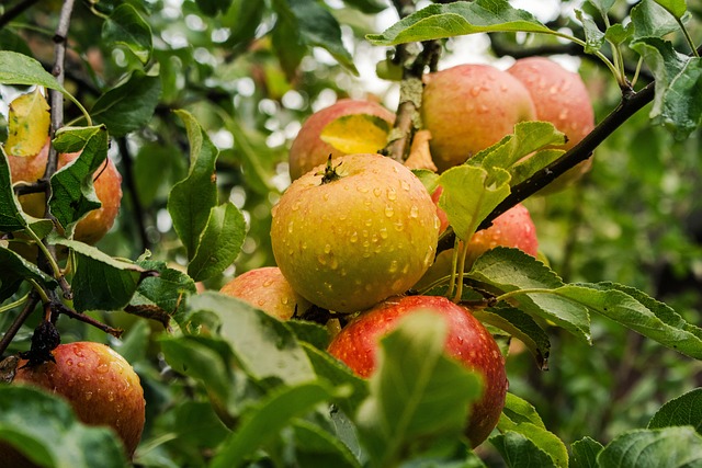 Æblekasser som etablering af urban have: Gør byen grønnere med æbletræer