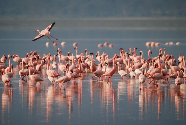 Flamingokasser til indretning af din bolig