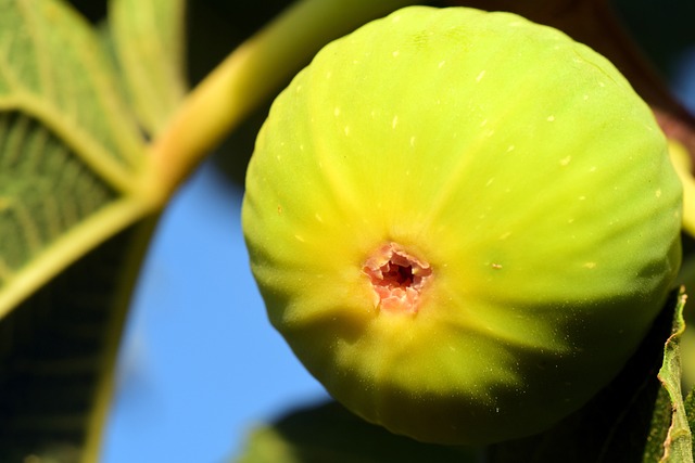5 overraskende sundhedsmæssige fordele ved at spise figenfrugter