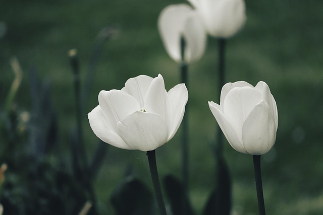 Blomstermagi i haven: Sådan får du smukke og sunde tulipaner med de rette løg