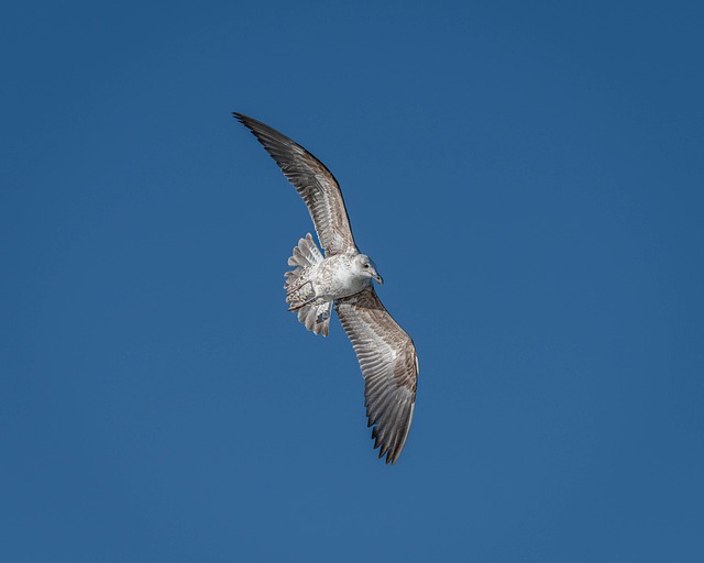 Redekasser i haven: En guide til glade fuglefamilier