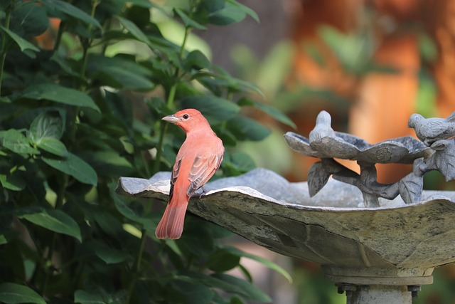 Fuglebad fra vidaXL: En æstetisk tilføjelse til din have